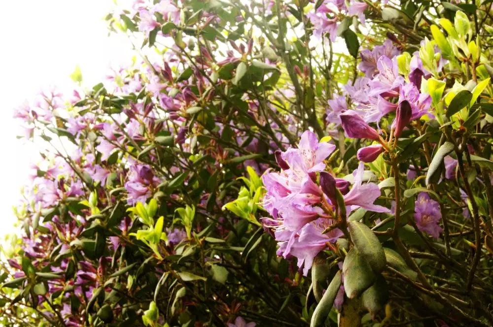 洛陽花會(huì)圖