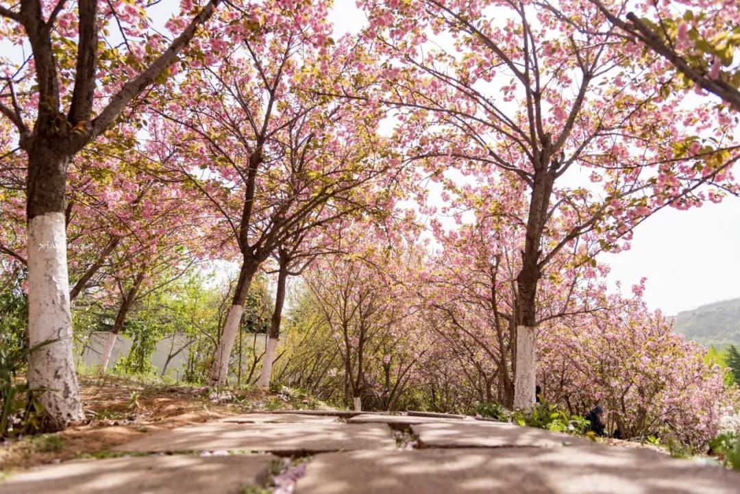 洛陽花會(huì)圖