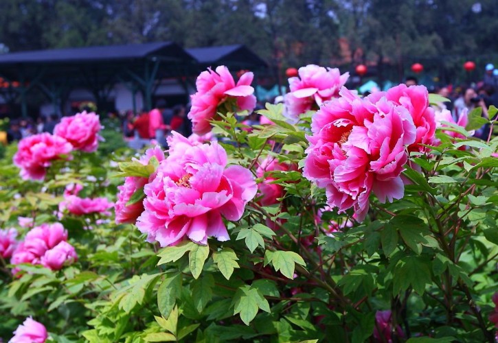 牡丹公園.JPG